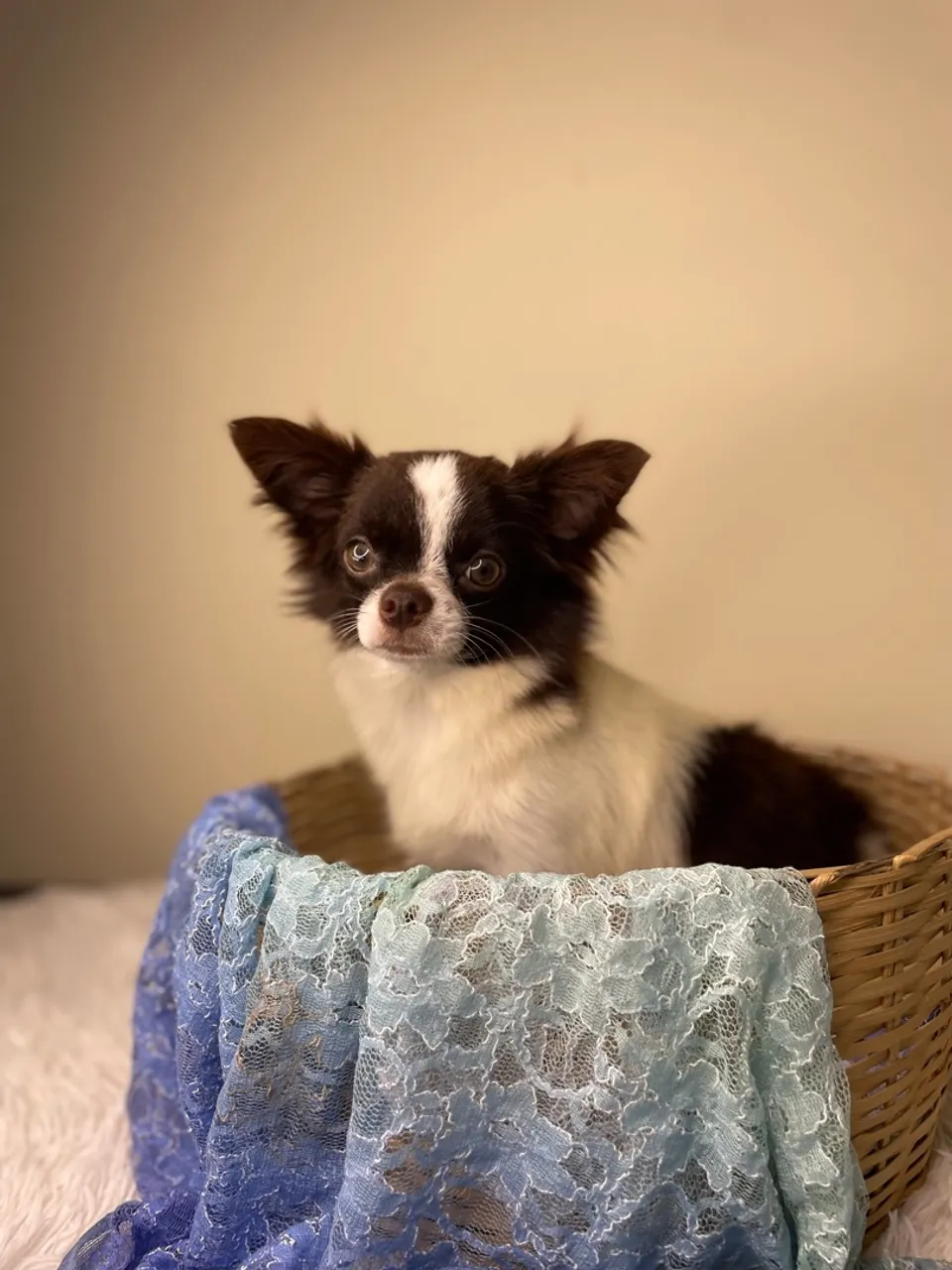 Chihuahua macho 2kg