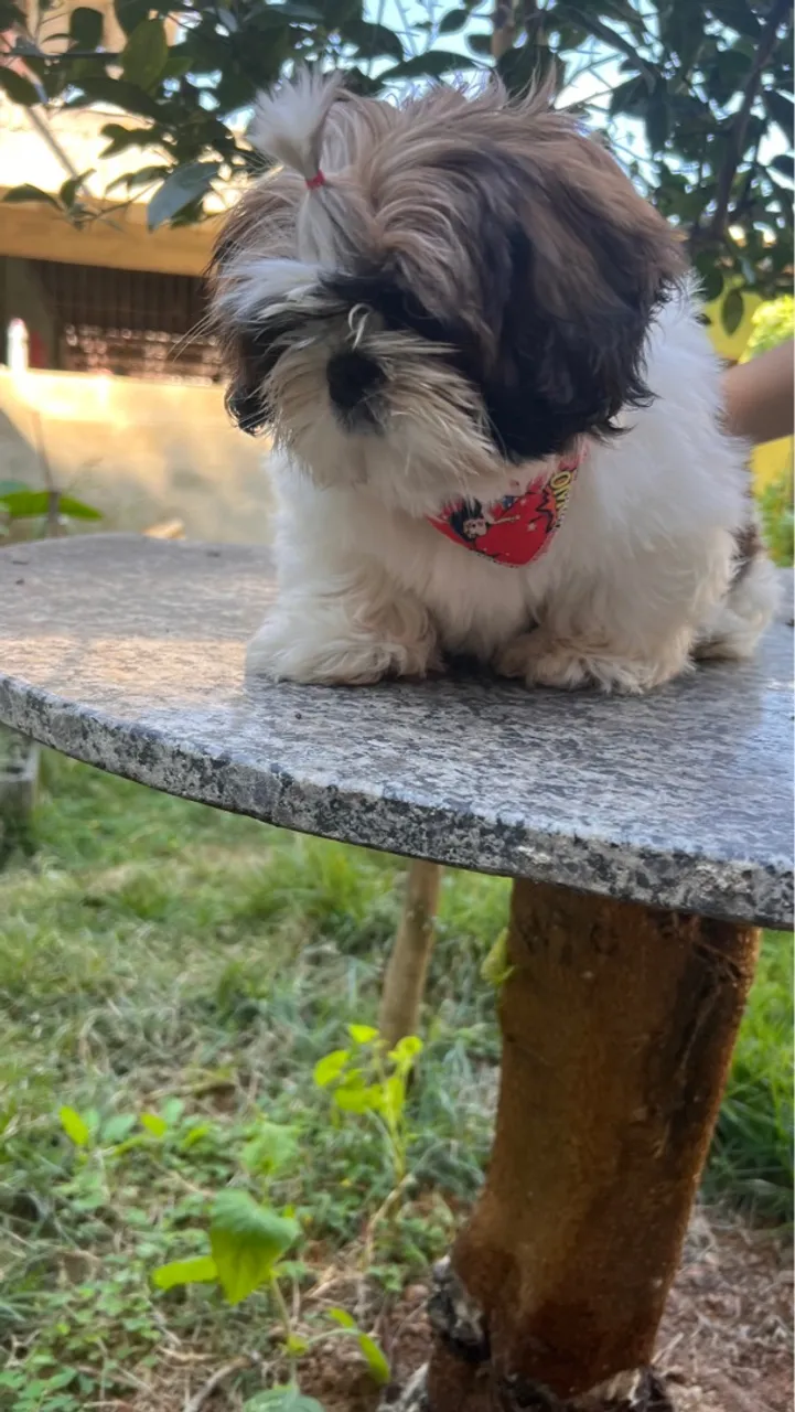 Filhote Shih Tzu porte mini