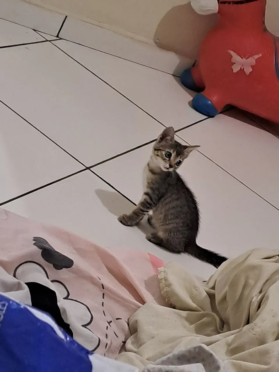 Gatinho filhote gatos adoção