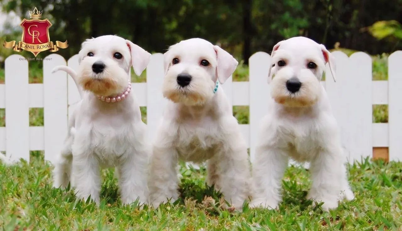 Schnauzer  - Foto 5