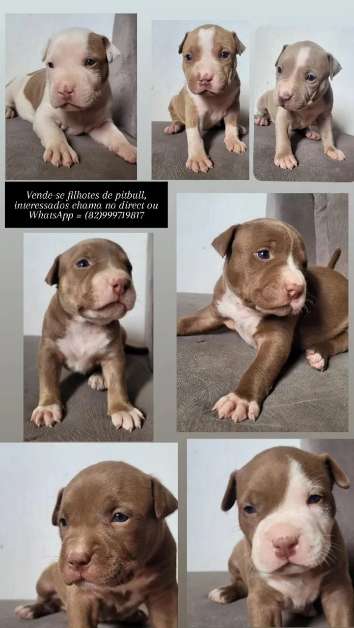 Filhotes de Pitbull