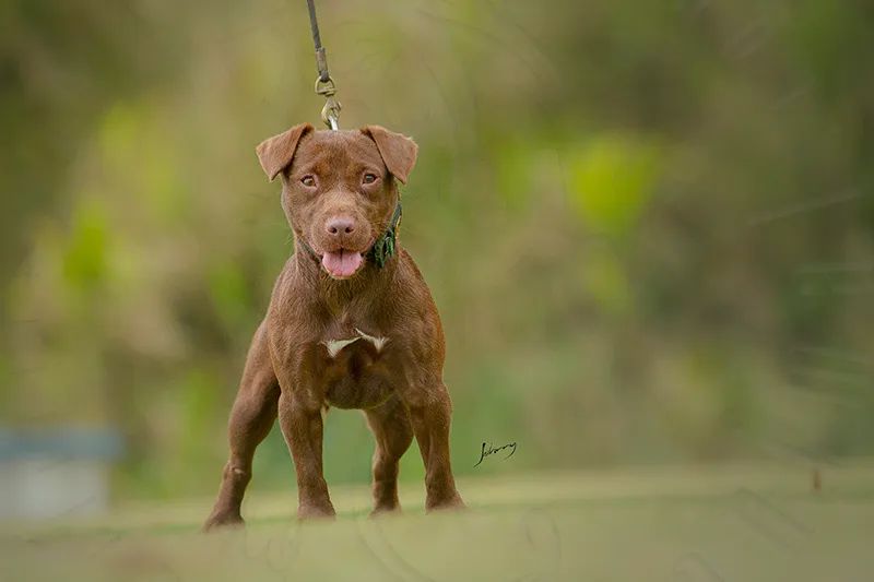 Patterdale Terrier Companheiro e Caçador 