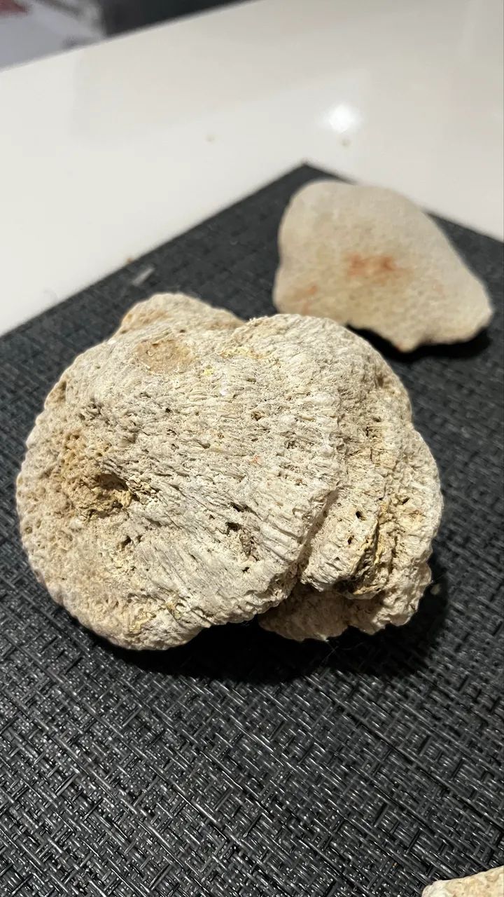 Corais Para Aquários  - Foto 5