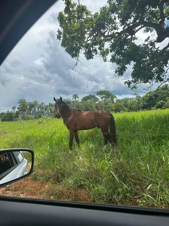 Cavalo Mangalarga Marchador