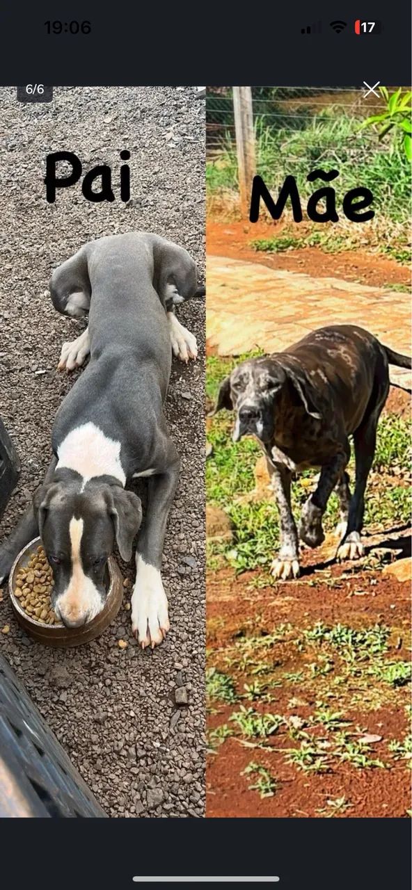Filhotes Dogue Alemão 