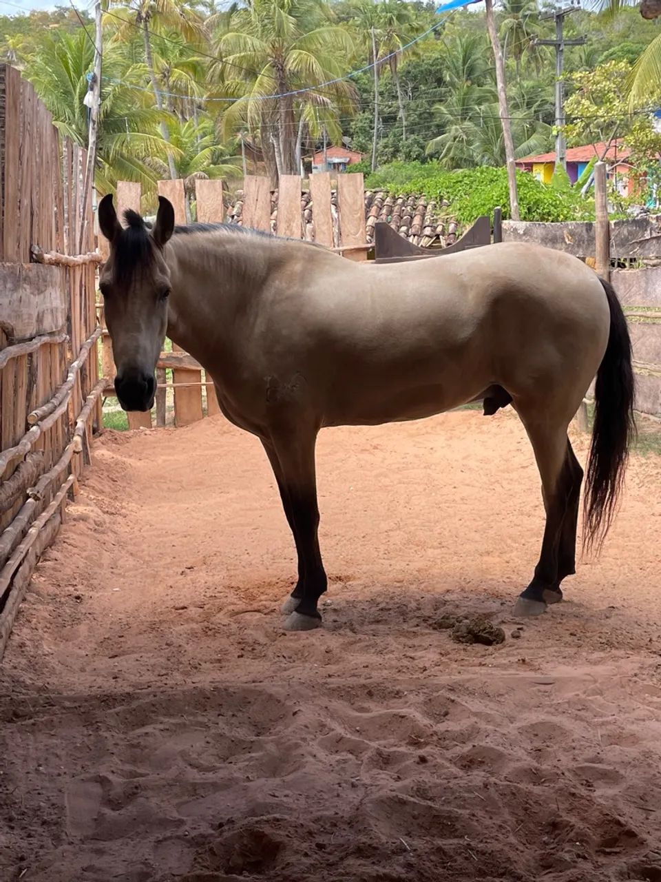 Cavalo Mangalarga Marchador - Foto 5