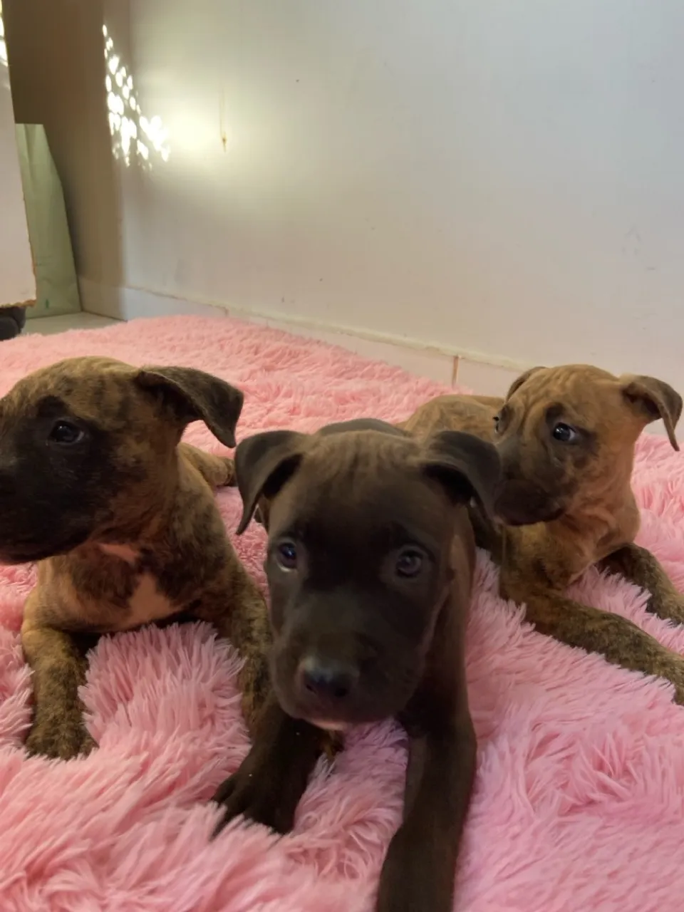Lindos Filhotes de Pitbull todos vacinados
