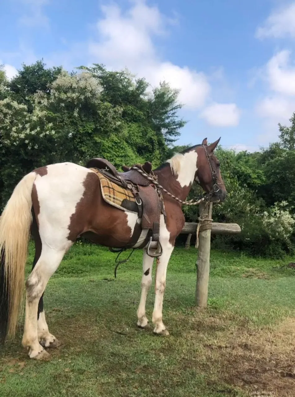 Cavalo a vende 15mill