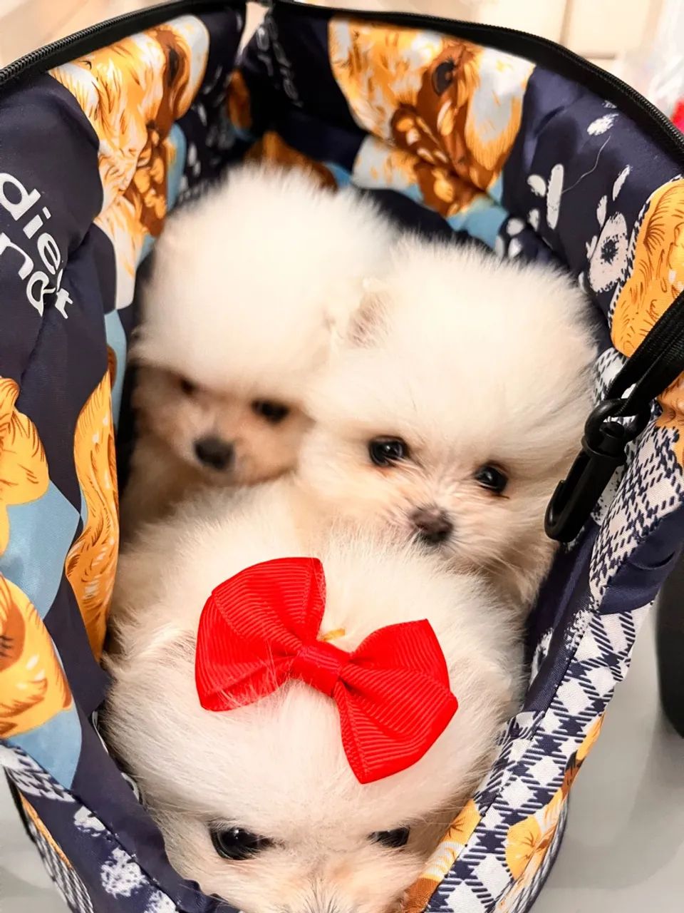 Lulu da Pomerânia - Filhotes branquinhos, com pedigree e muito amor! - Foto 2