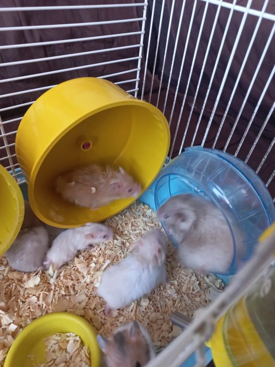 Filhotes de hamster  - Foto 3