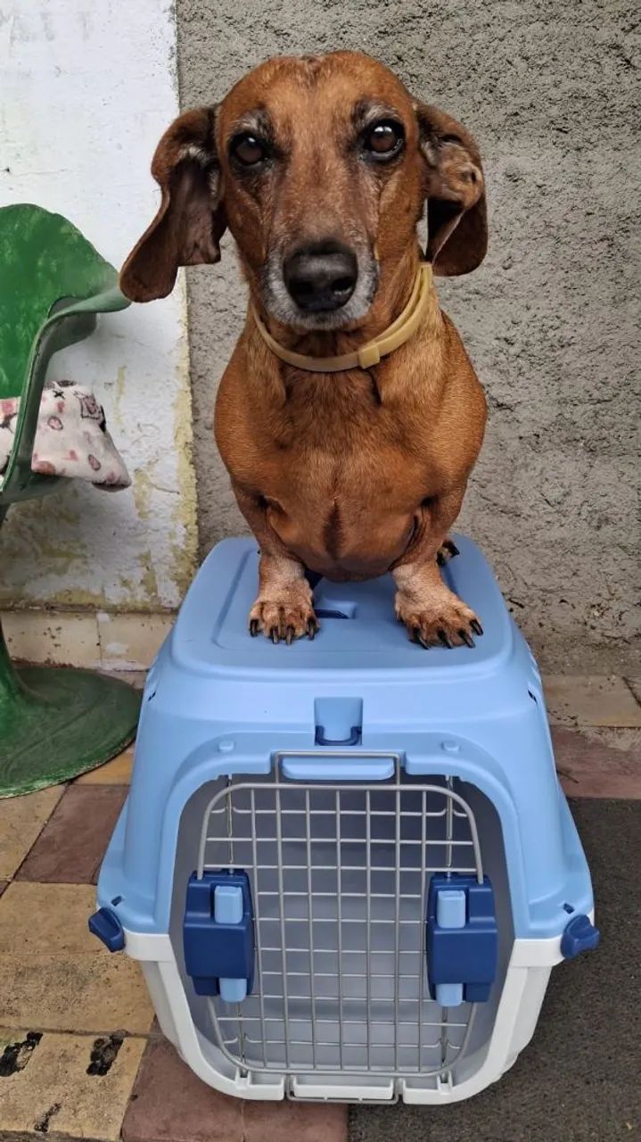 Caixa transporte pet