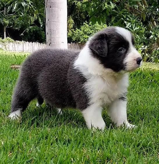 Filhote de Border Collie - Macho