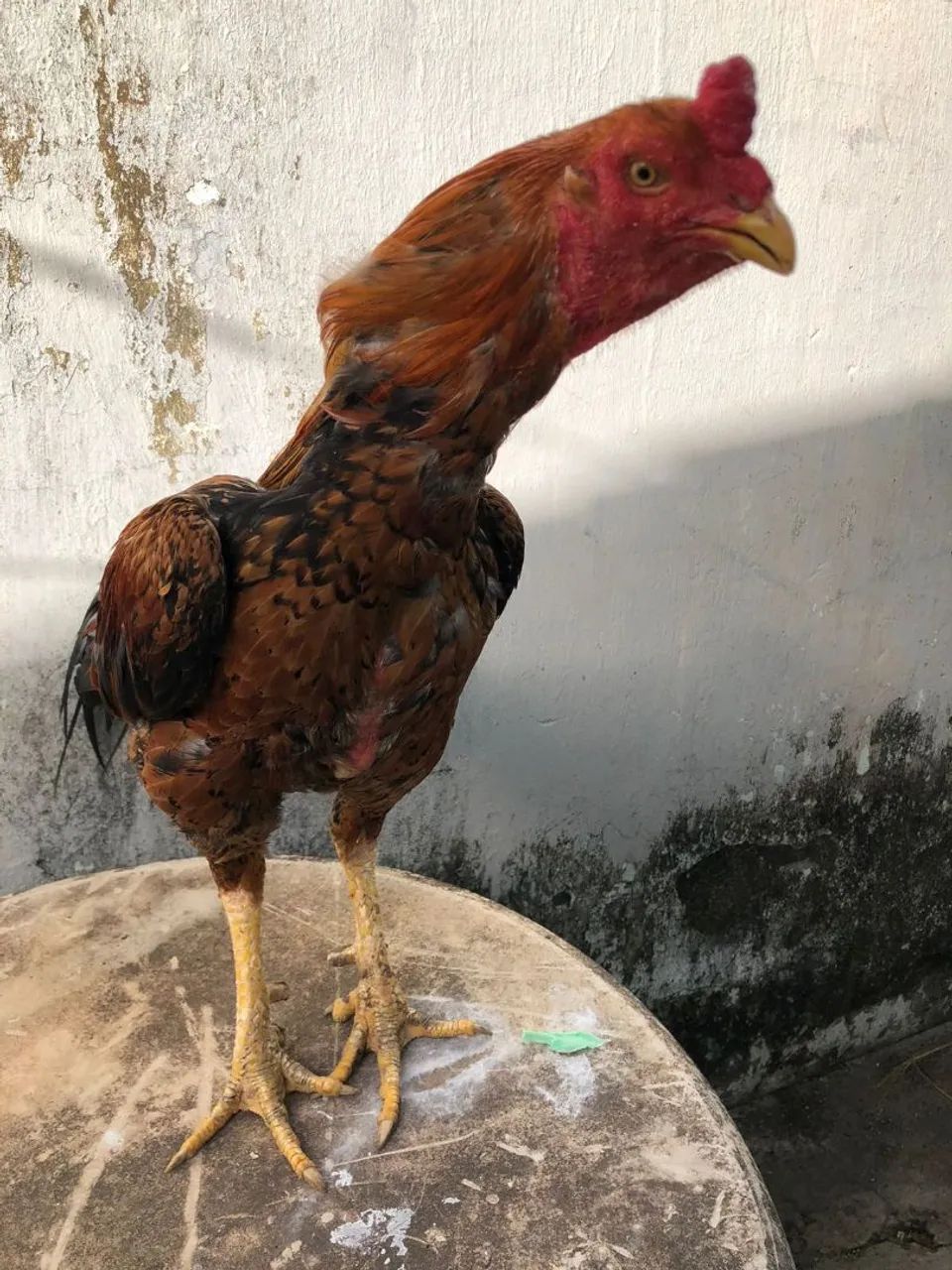Galo bom e barato - Foto 2