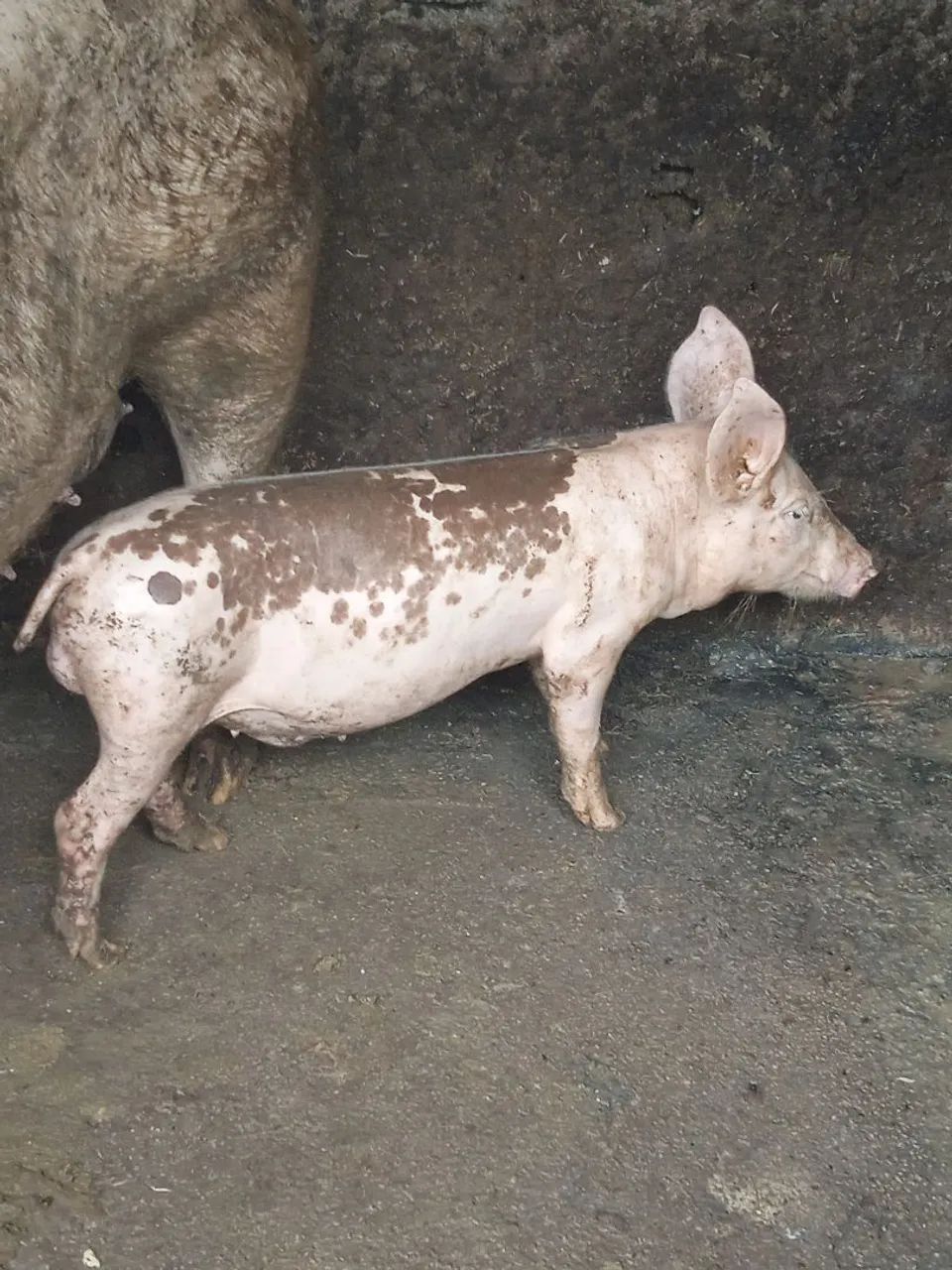 Porco