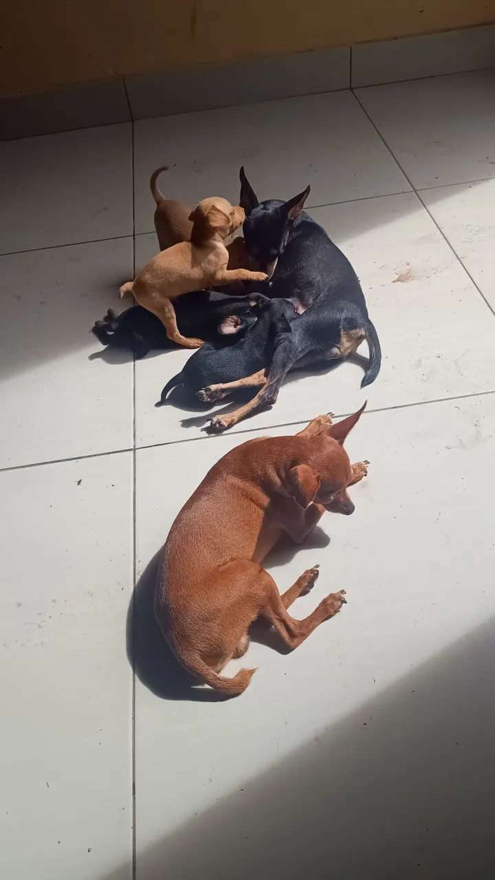 Filhotes de Pinscher a venda, valor a negociar