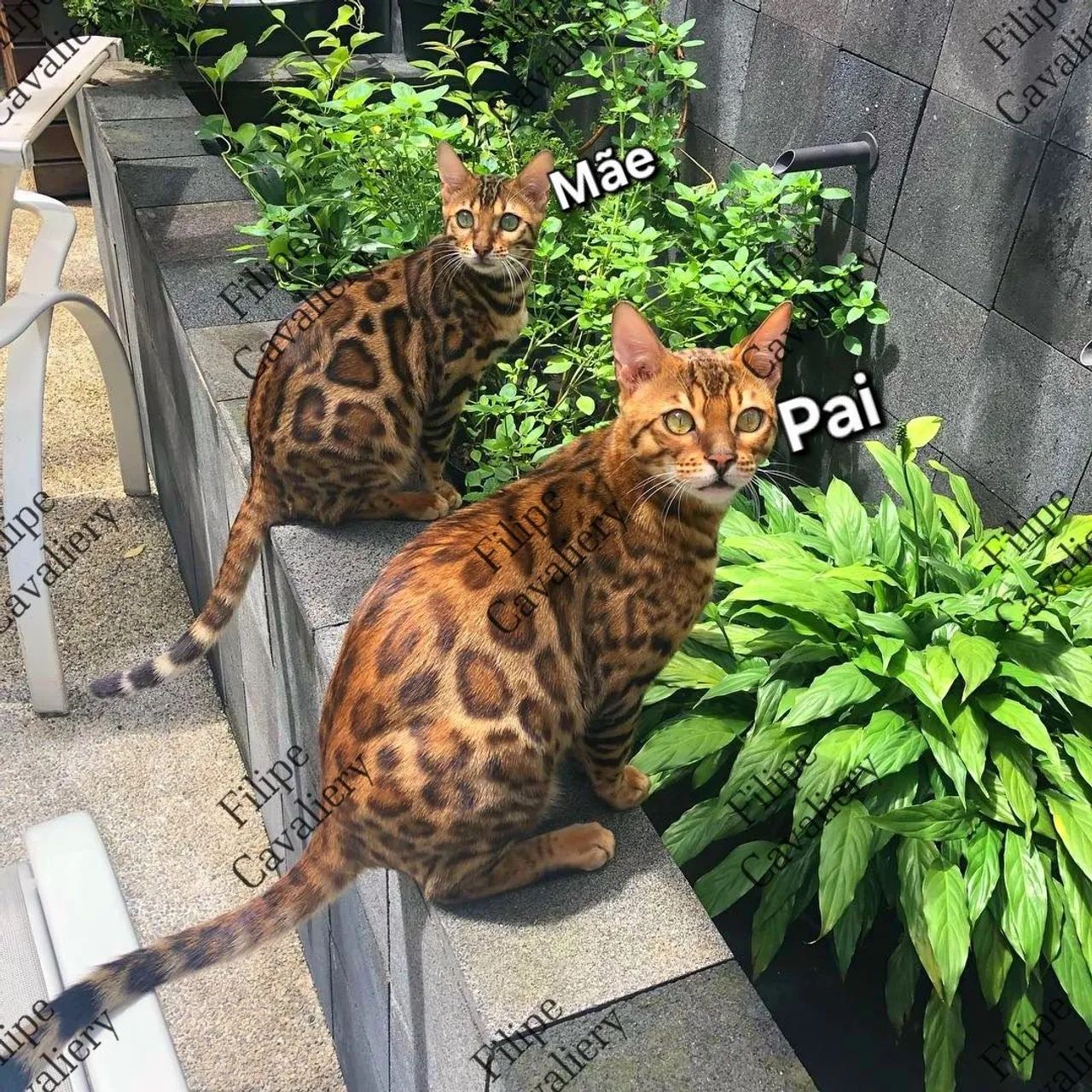 Bengal Cat/ Gato Bengal - Foto 2