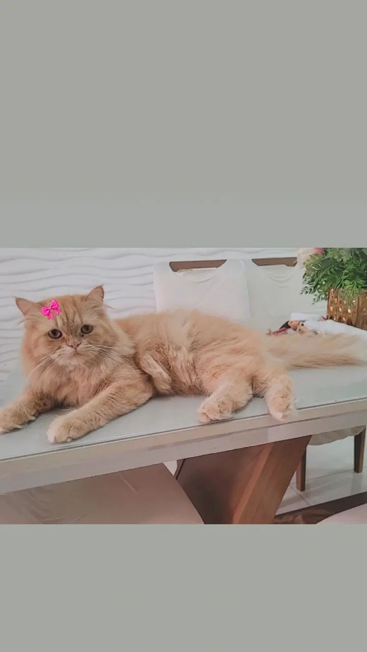 Gatinha persa - Foto 4