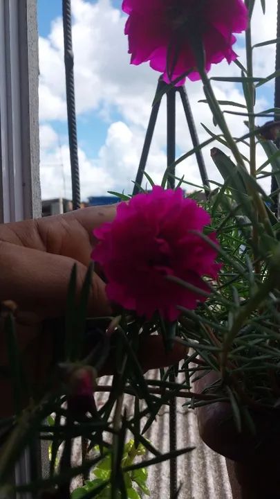 Onze horas dobrada grande