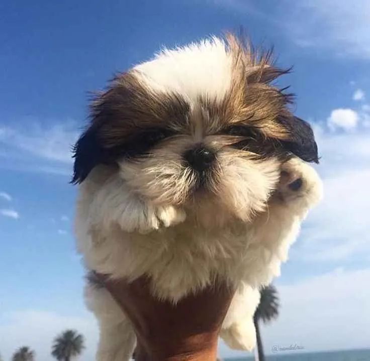 Filhote Shih Tzu, Patinhas pequenas, amor infinito!
