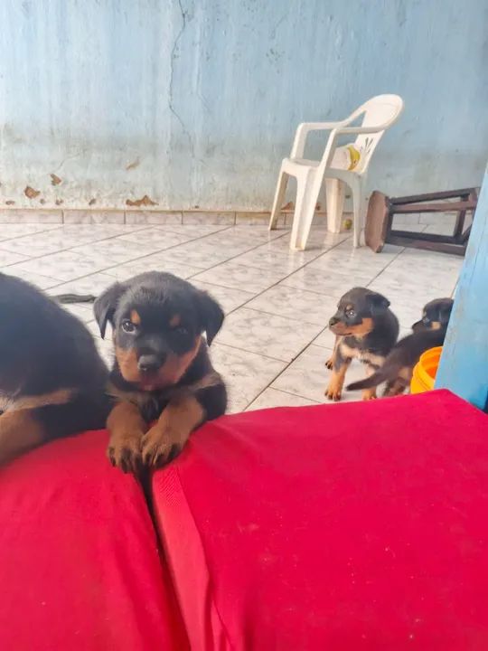 Filhotes Anápolis Goiás  - Foto 3