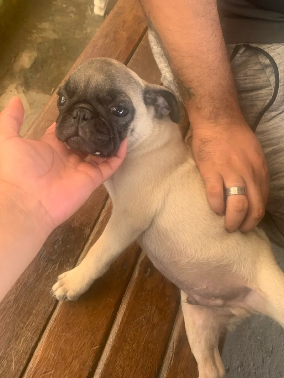 Filhote de Pug