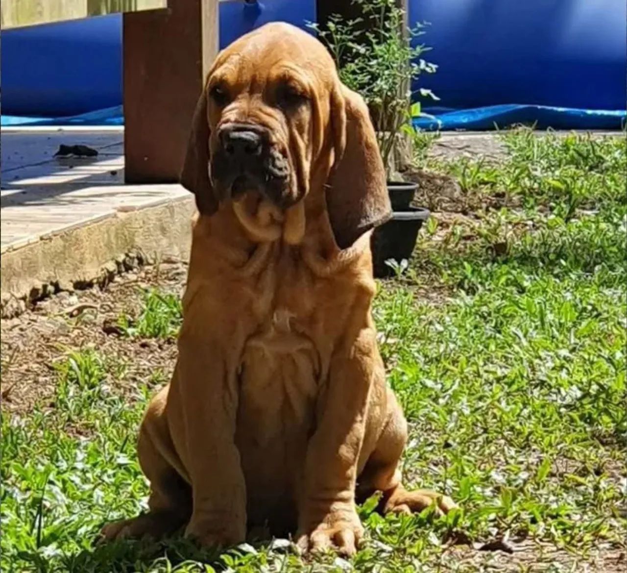 Vendo Filhotes Fila Brasileiro  - Foto 4