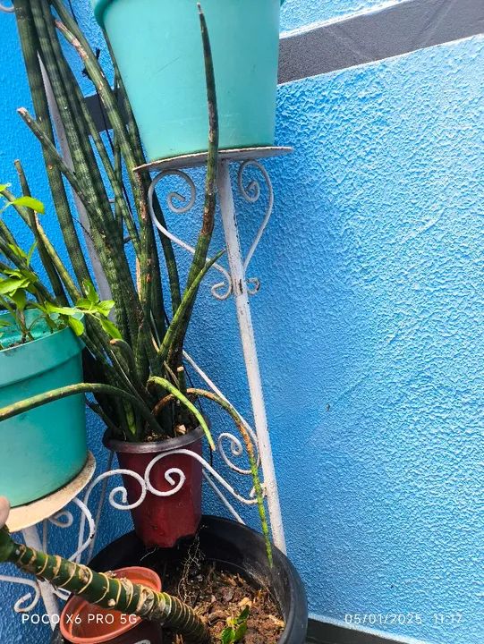 Vasos e plantas  - Foto 5