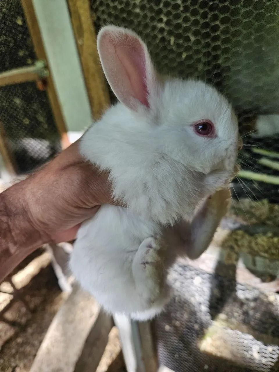 Lindos filhotes coelho seu pet aki - Foto 4