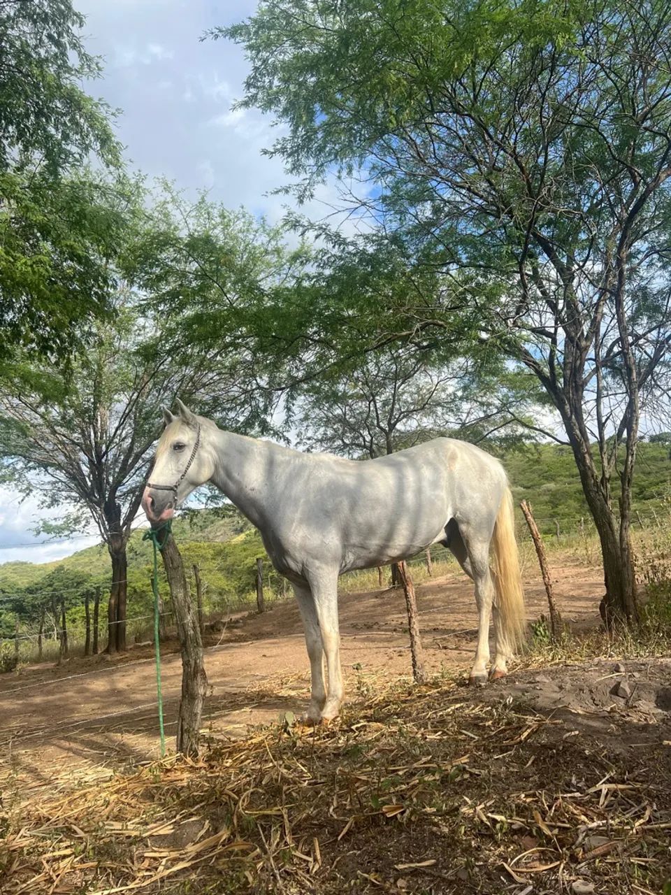 Cavalo Mangalarga Marchador