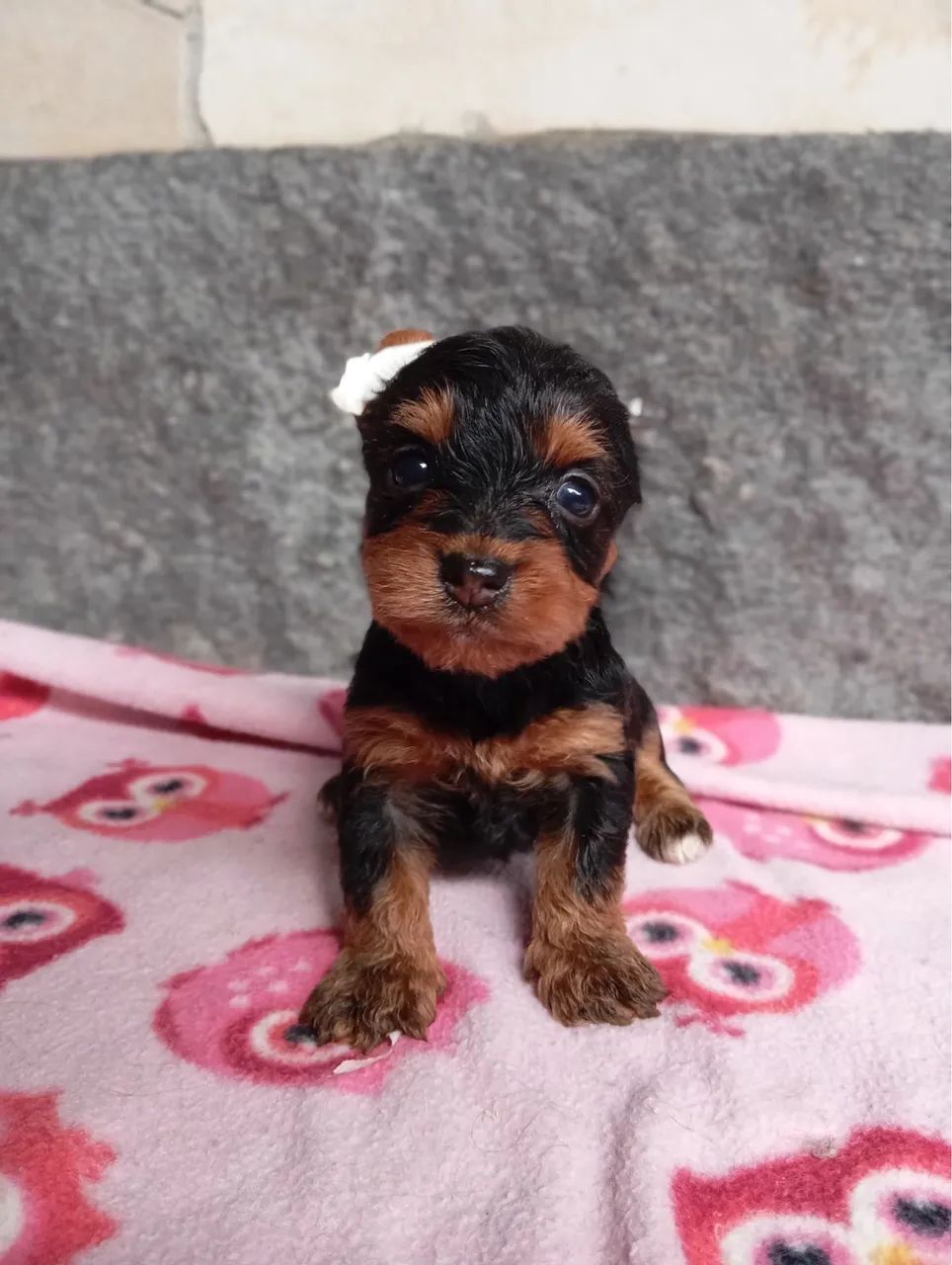 yorkshire 54 dias vacinado 