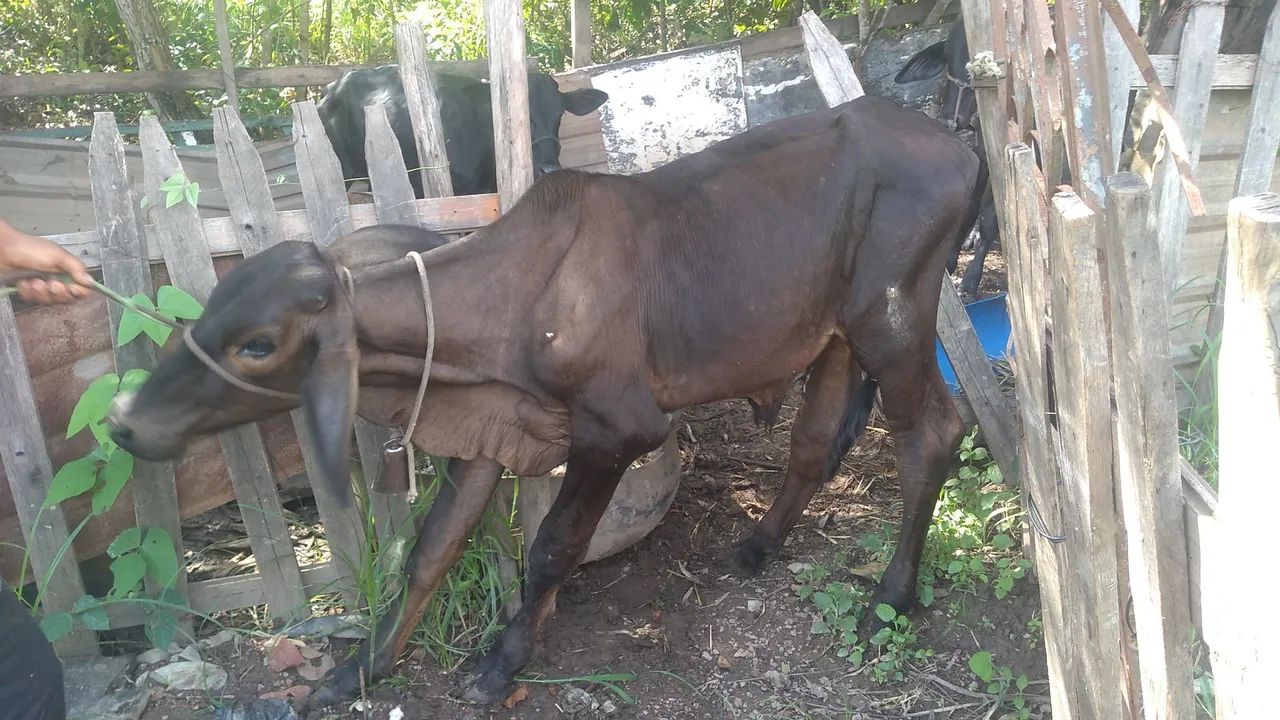 Bezerro para venda