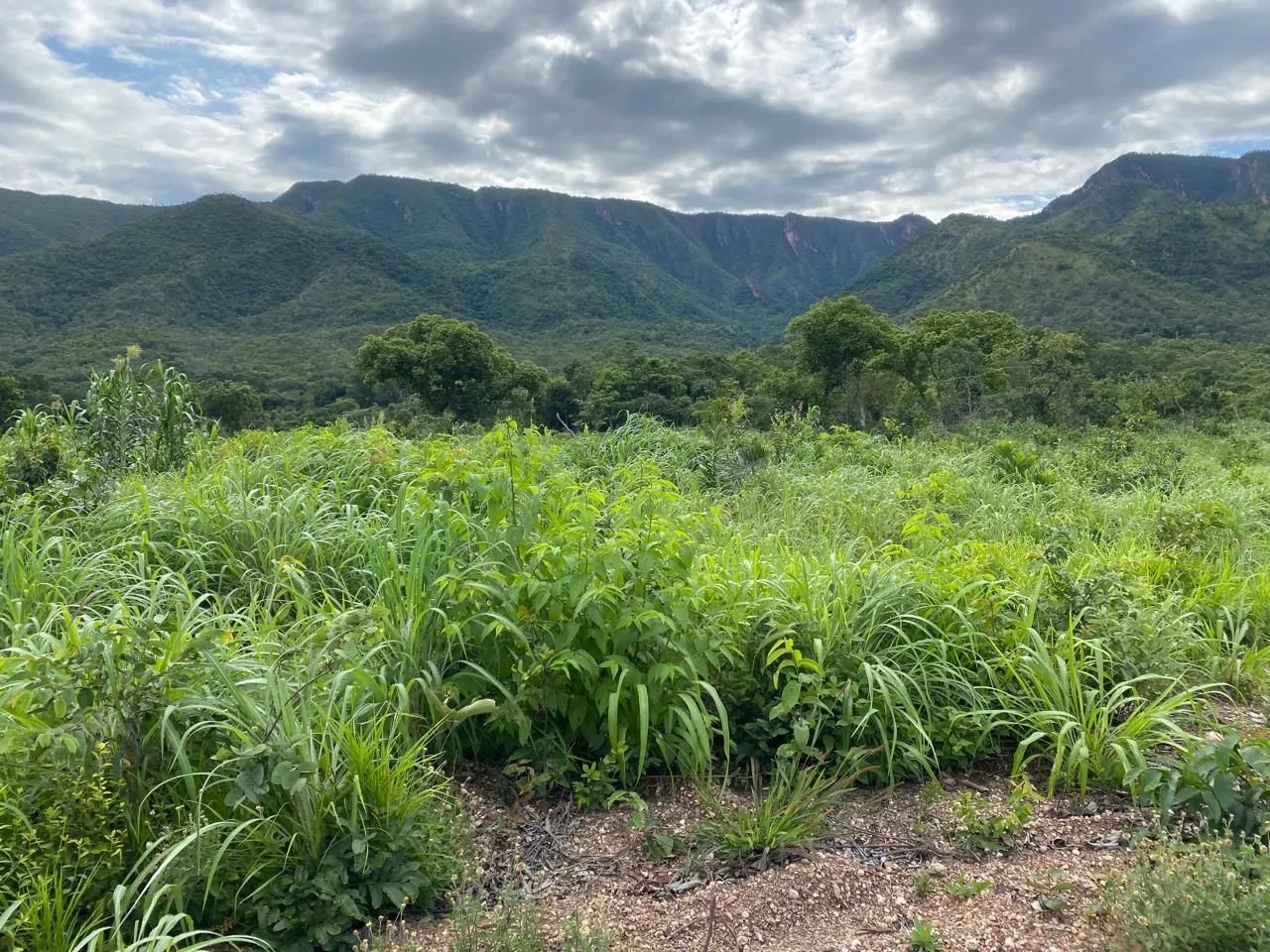 Fazenda Goiás Monte alegre - Foto 2