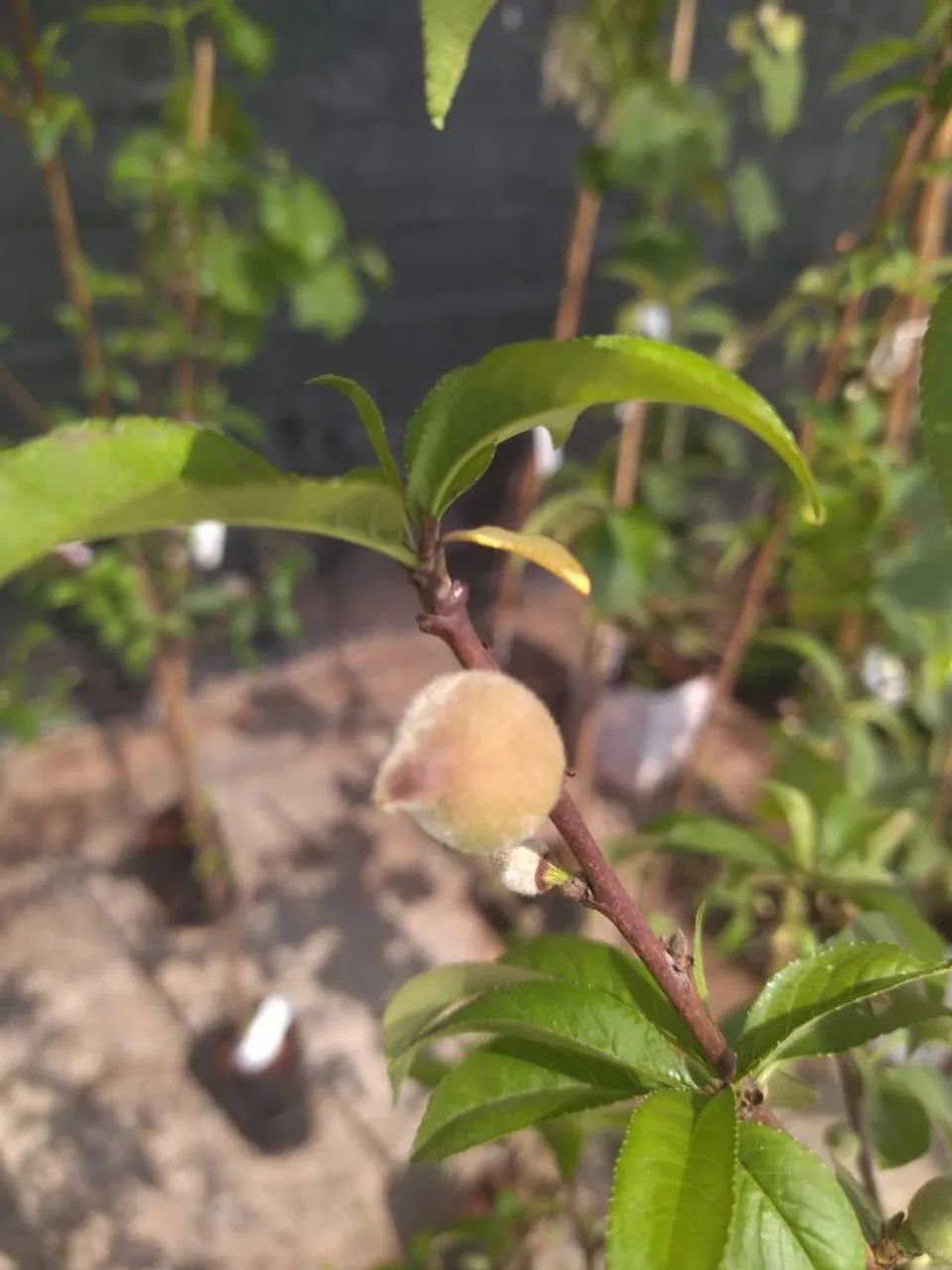 Mudas Frutíferas Enxertadas  - Foto 2