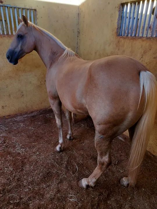 Égua quarto de milha palomina pura.