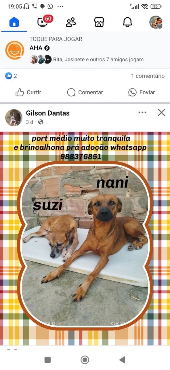 Duas cadelinha pra adoção  - Foto 2