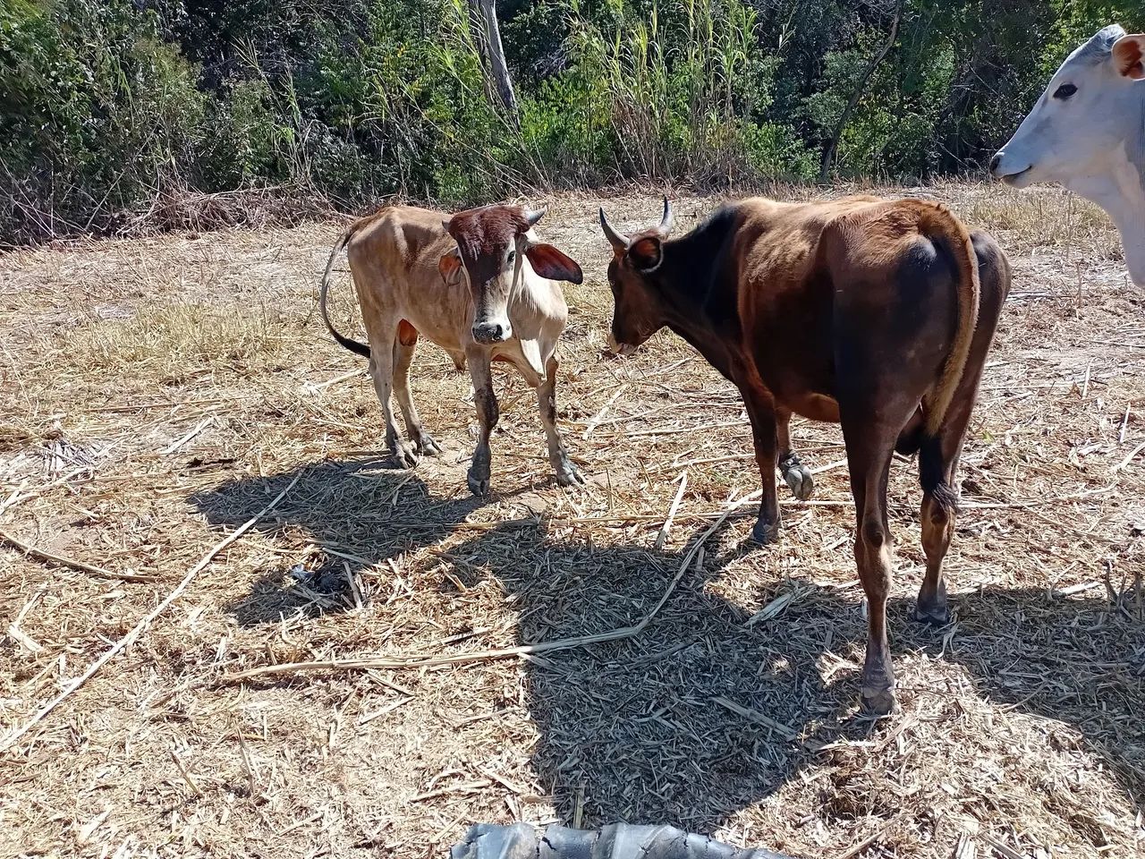 Garrotinhos  - Foto 4