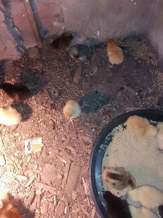 Vendo pintinho paraíso pedrês  - Foto 2