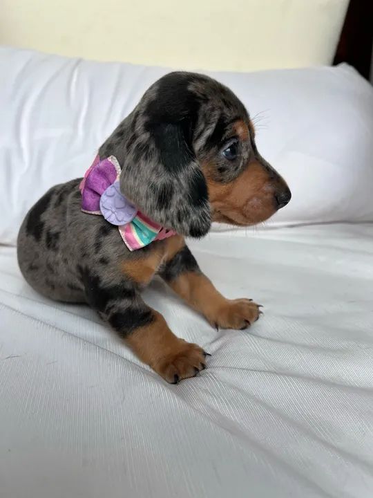 Filhotes de Dachshund puros - Lindos e saudáveis! - Foto 3