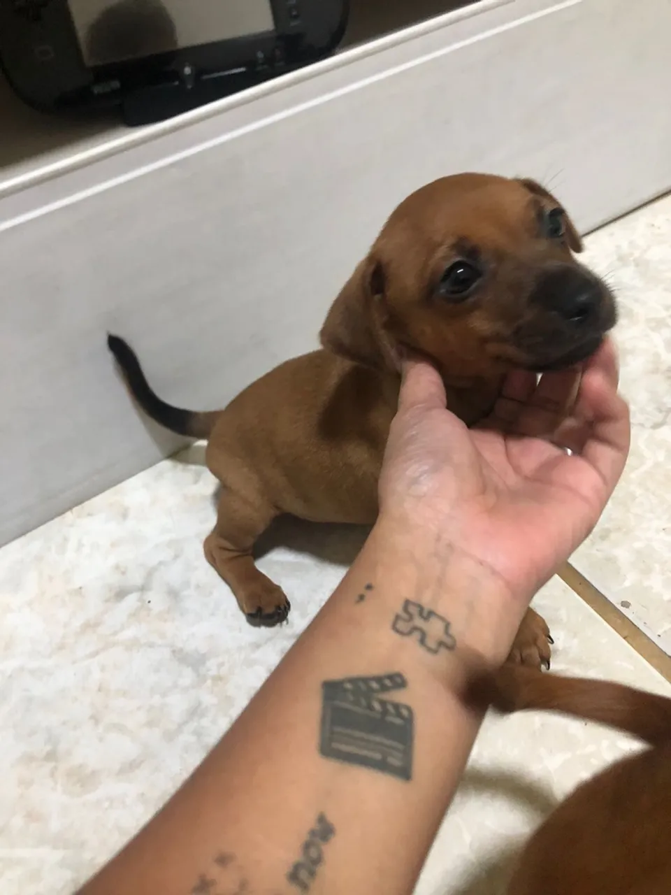 Filhote de Pinscher 1