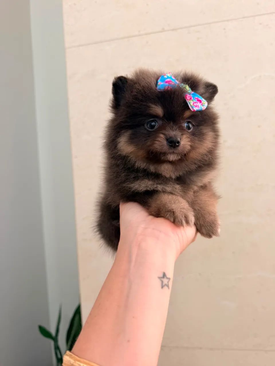 Feminha Spitz alemão Anazinha - Foto 4