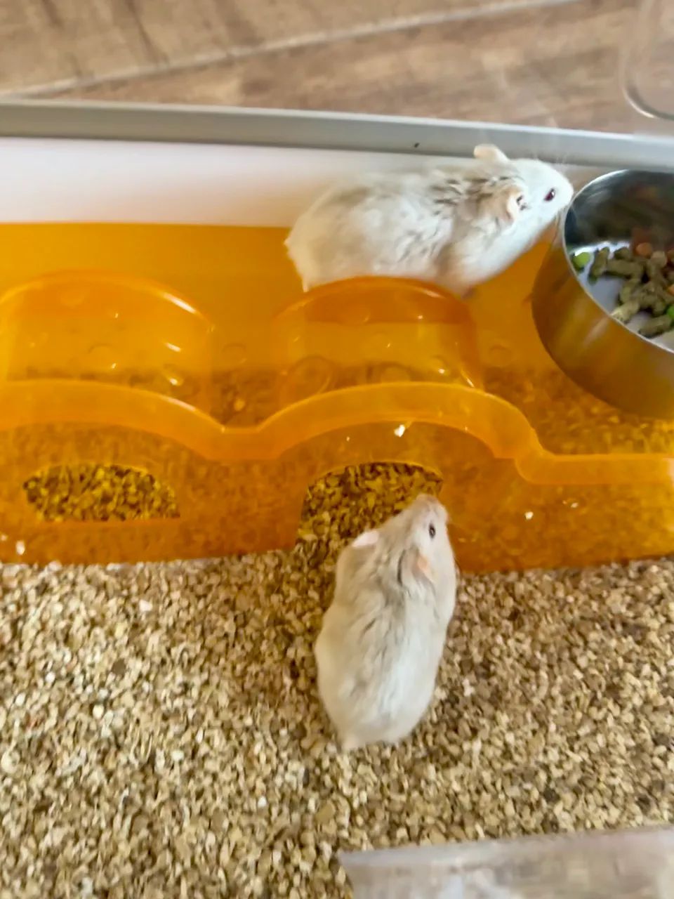 Hamster com gaiola completa 497256922004869125