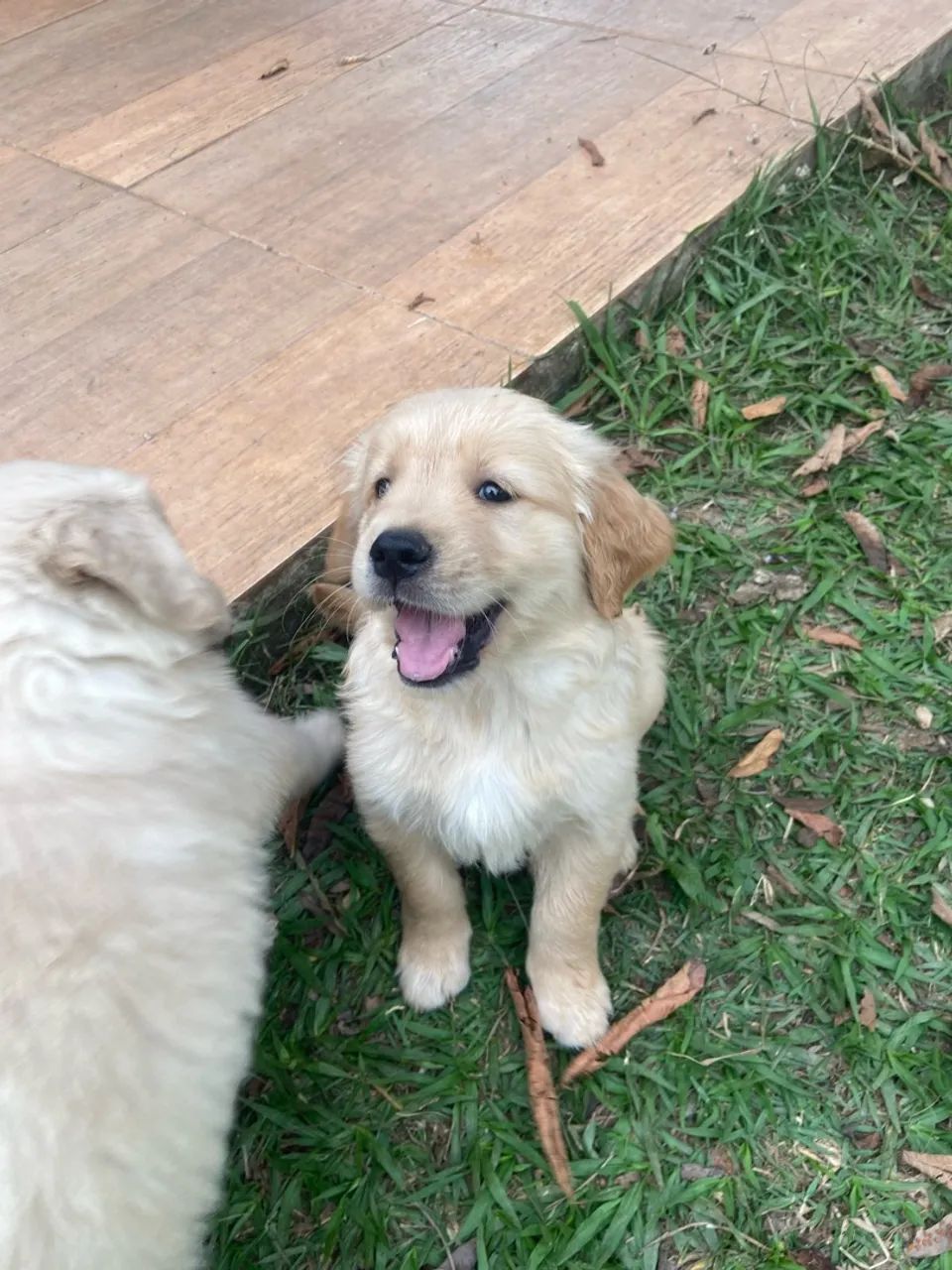 Golden retriever  - Foto 3