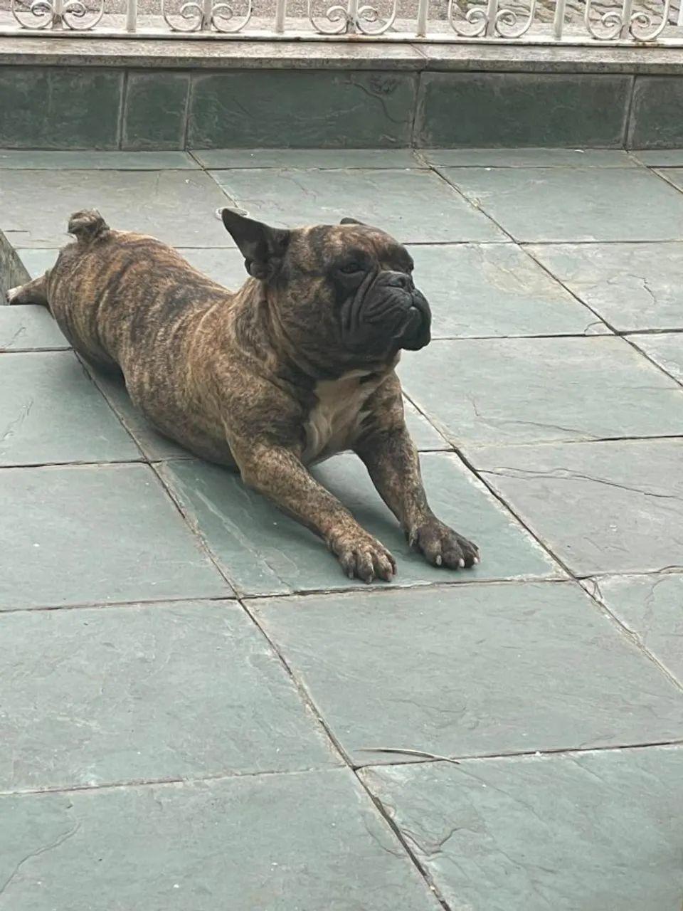 Cães  - Foto 4
