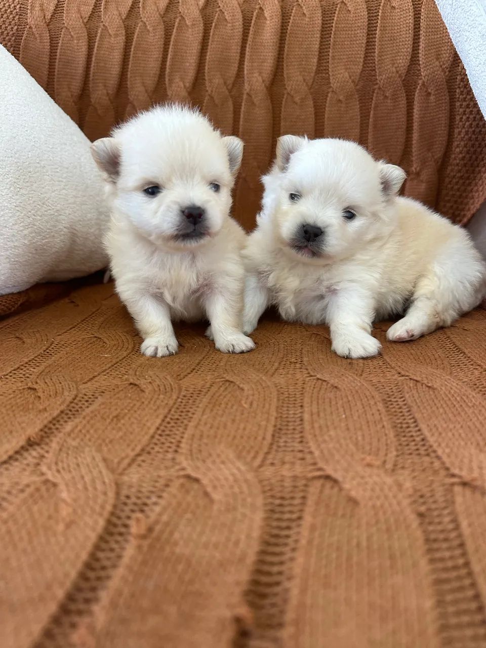 Spitz Machos com Pedigree  - Foto 4