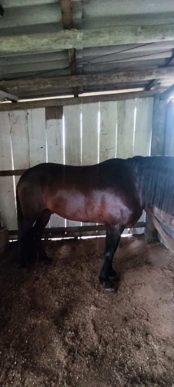 cavalo manga larga - Foto 2