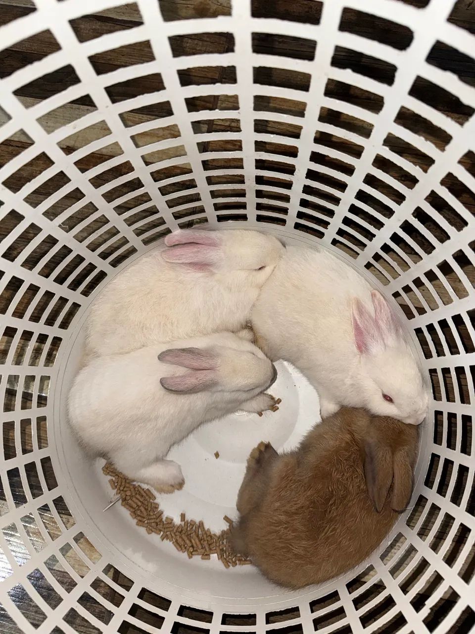 Coelhos 