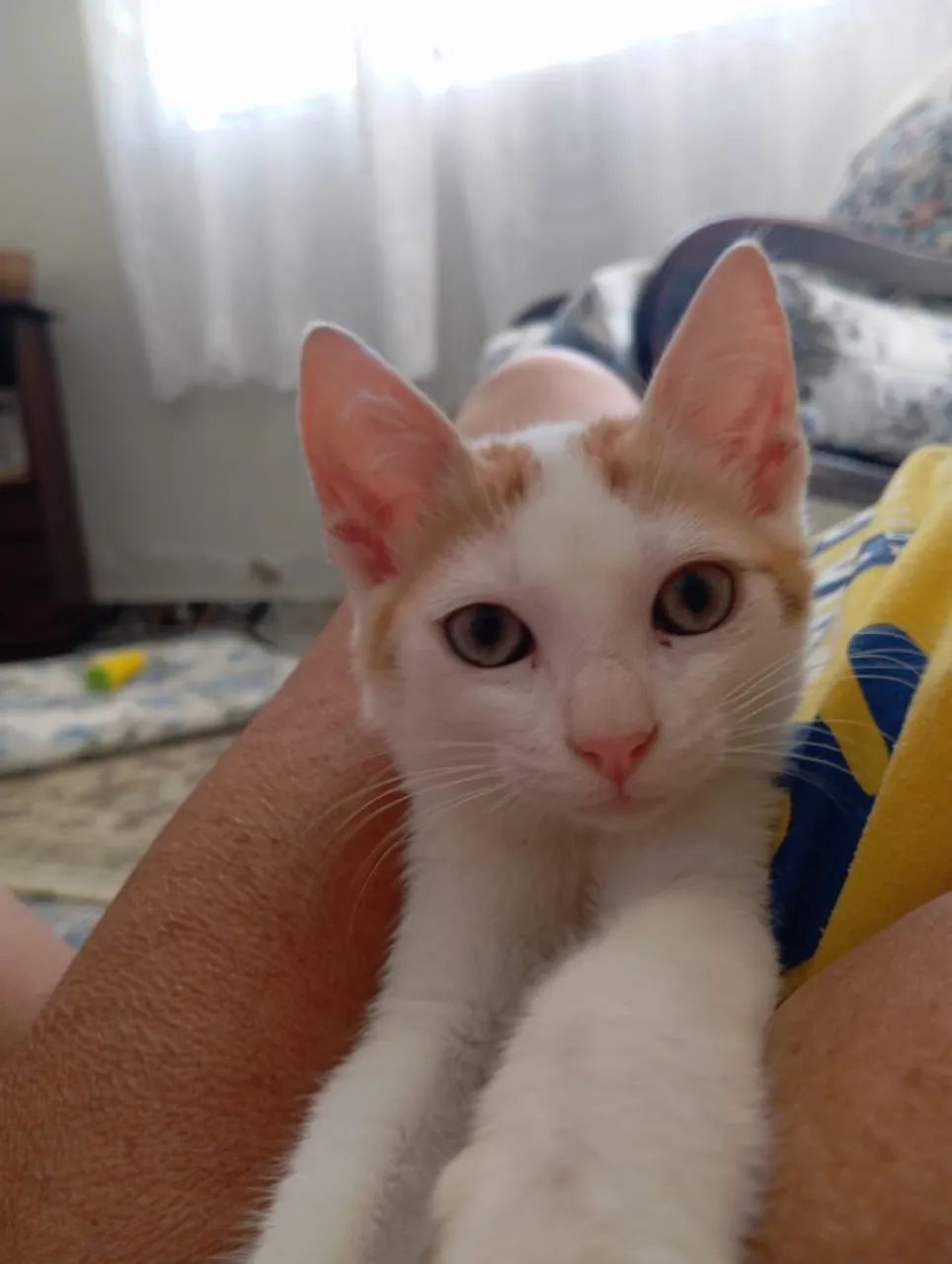 Gatinha Fêmea para Adoção - Foto 3