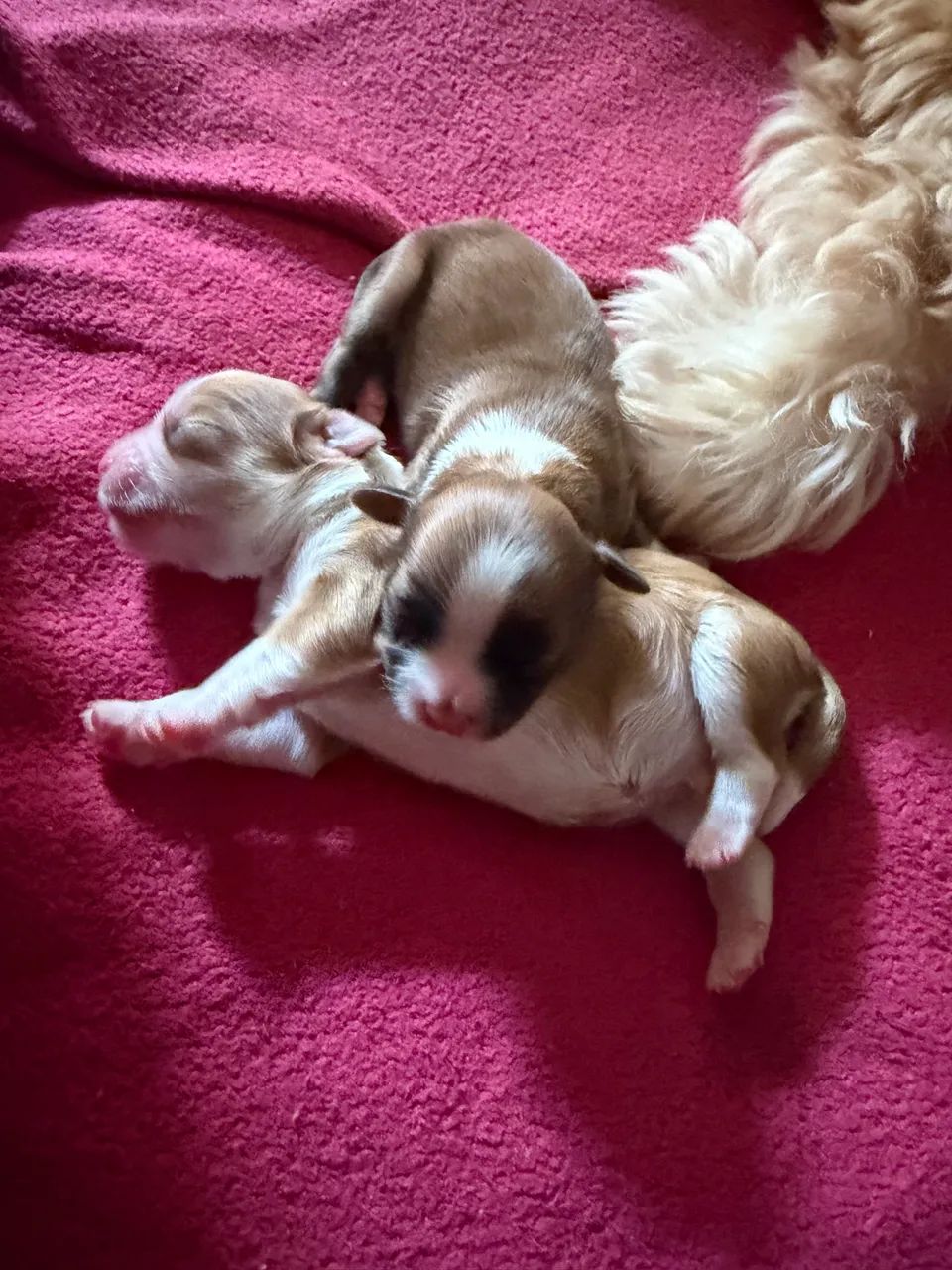 Pet Shitzu (mini) Pedigree 