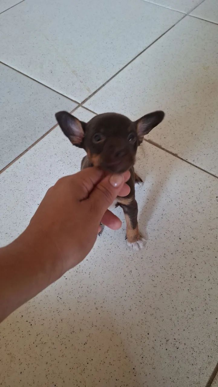 Pinscher n1 Macho - Foto 4