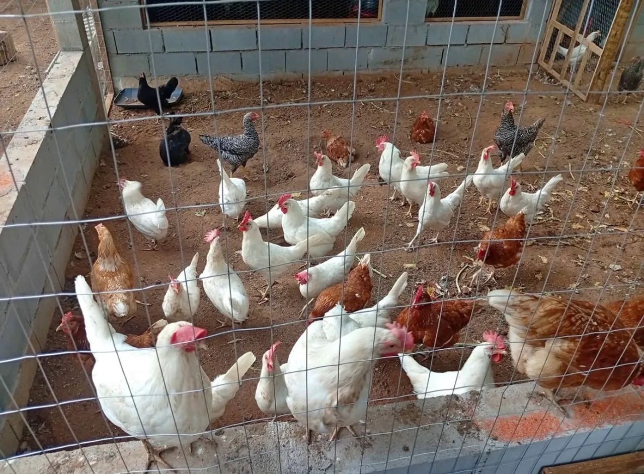 GALINHA/GALO CAIPIRA 